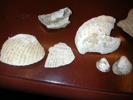 Niguel Formation Fossils 3